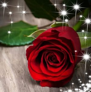 Meet your Posher, Dora